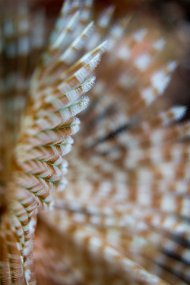 IMG_5241