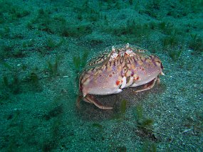 flame box crab scurrying over sand Unicode