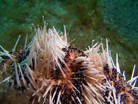 squat urchin shrimp Unicode