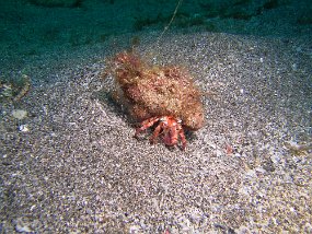 stareye hermit crab walking on sand Unicode