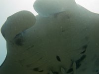 Maldives-100