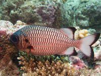 Maldives-104