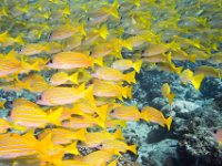 Maldives-114