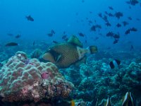 Maldives-117