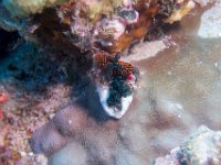 Maldives-118