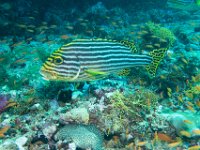 Maldives-119