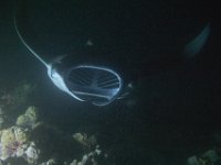 Maldives-131
