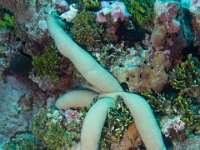 Maldives-15