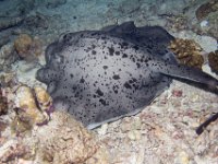 Maldives-152