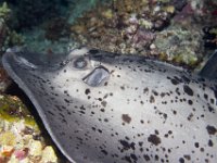 Maldives-153