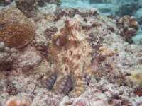 Maldives-159