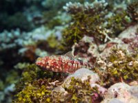 Maldives-16