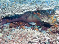 Maldives-162