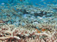 Maldives-163