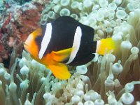 Maldives-166