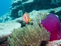 Maldives-169