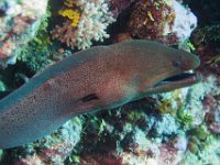 Maldives-17