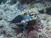 Maldives-171