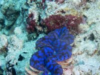 Maldives-174