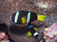 Maldives-176