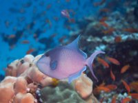Maldives-177