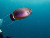 Maldives-186
