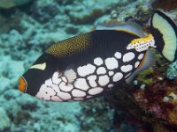 Maldives-19