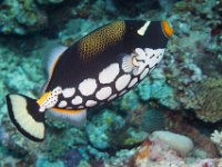 Maldives-21