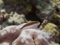 Maldives-22