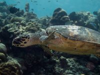 Maldives-23
