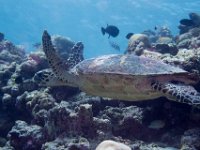 Maldives-24