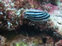Maldives-28