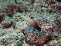 Maldives-31