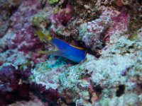 Maldives-33