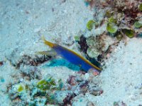 Maldives-35