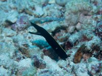 Maldives-37