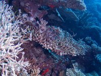 Maldives-43