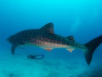 Maldives-66