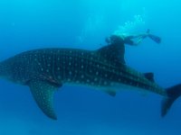 Maldives-67