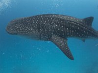 Maldives-70