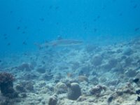 Maldives-71