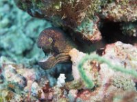 Maldives-72
