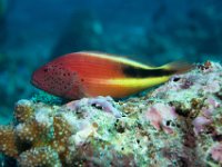 Maldives-73