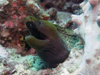 Maldives-78