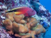 Maldives-79