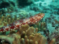 Maldives-80