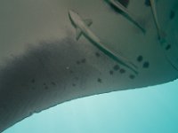 Maldives-92