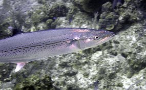 P4010233