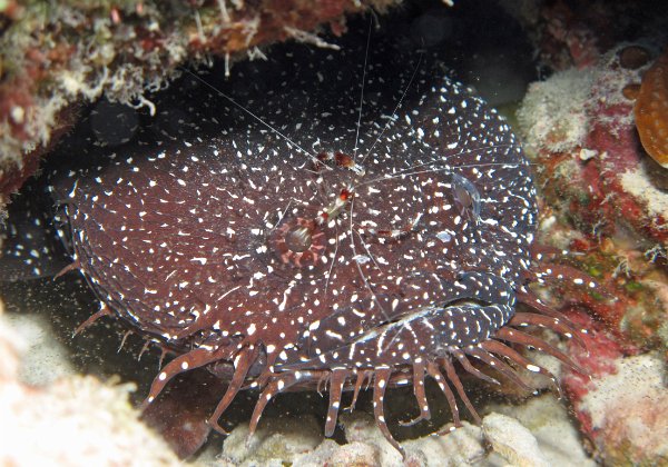 Belize 2011