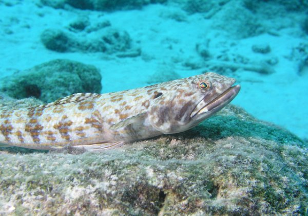 Bonaire 2008